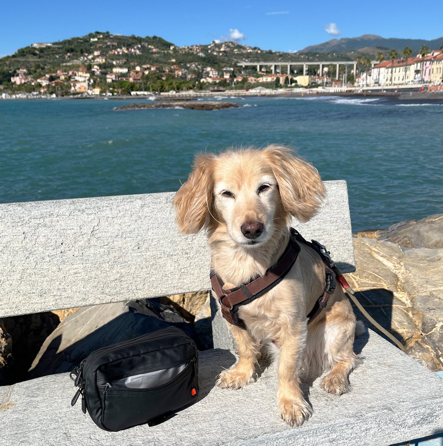 Reisen mit Hund im Camper oder Hotel (inkl. Packliste als PDF-Download)